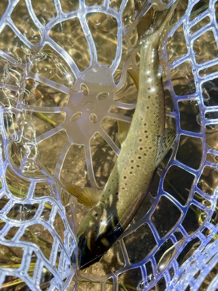 カリフォルニア州マンモス近くのオーエンズ川でフライフィッシング中に釣れた小さなブラウントラウト